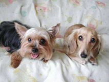 【ペット可!温泉旅館グランピング】101号室|温泉・サウナ・水風呂付き客室 【ペット可!温泉旅館グランピング】101号室|温泉・サウナ・水風呂付き客室