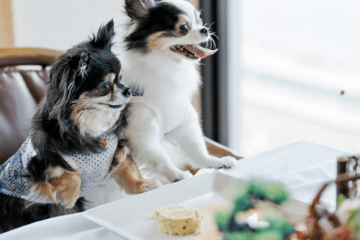 「まだかな、まだかな」
三河の旬のお料理を、愛犬も一緒に楽しみに待っています。
気兼ねなく、家族全員そろった食事の時間をどうぞ。

※写真はイメージです。お食事会場は三河座またはダイニング凪にてご案内します。
