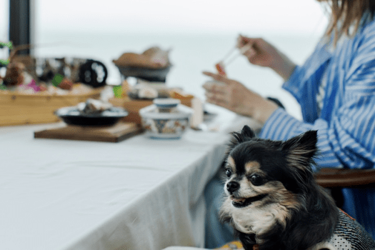 お食事中も、愛犬はずっとそばに。
「食事の間だけお留守番」は、もう心配いりません。
家族みんなで囲む食卓が、ここにあります。

※写真はイメージです。お食事会場は三河座またはダイニング凪にてご案内します。
