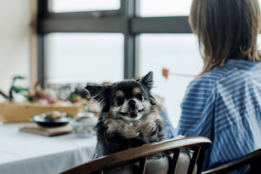 気構えなくていいんです。
愛犬と一緒に、三河の旬をただおいしく味わう。
それだけで、十分な旅になります。
※写真はイメージです。お食事会場は三河座またはダイニング凪にてご案内します。 気構えなくていいんです。
愛犬と一緒に、三河の旬をただおいしく味わう。
それだけで、十分な旅になります。
※写真はイメージです。お食事会場は三河座またはダイニング凪にてご案内します。