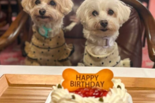 【Anniversaryプラン|三河会席◆極】愛犬の笑顔輝く記念日♪　ケーキ＆衣装で最高の思い出作り