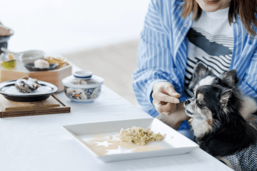 レストランで愛犬と一緒に楽しいお食事を♪