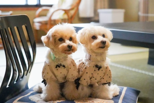 愛犬と一緒に寛げるオーシャンビュー和室