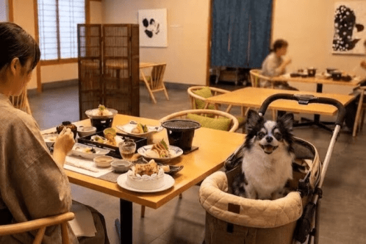お食事の席にも、ちゃんと一緒にいます。
記念日のケーキも、会席料理も、家族みんなで囲む食卓で。
お留守番させなくていい、それだけで特別な一日になります。
※客室・設備はお部屋タイプにより異なります お食事の席にも、ちゃんと一緒にいます。
記念日のケーキも、会席料理も、家族みんなで囲む食卓で。
お留守番させなくていい、それだけで特別な一日になります。
※客室・設備はお部屋タイプにより異なります