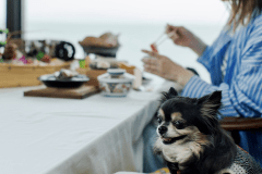 【ペット可】和室10～12畳｜心地よいくつろぎ空間