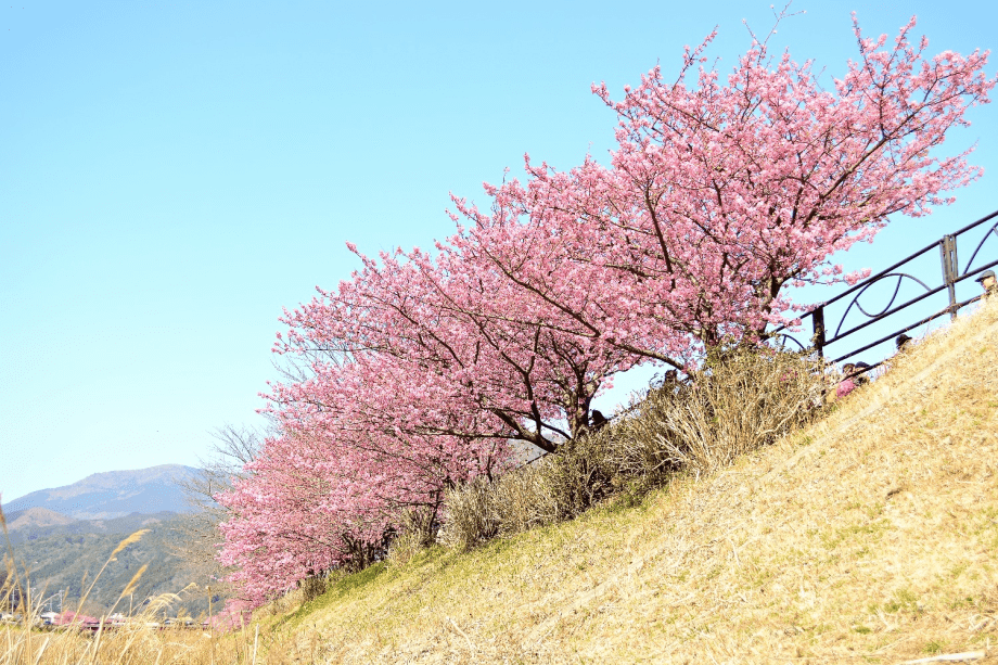 河津桜一例