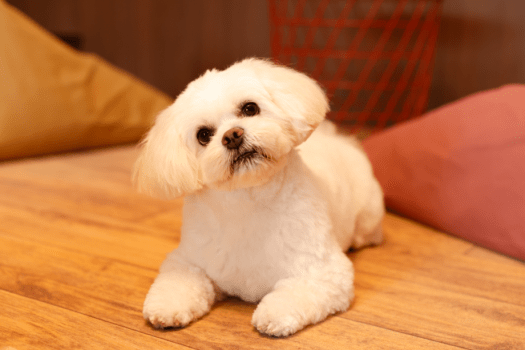 新しくなったDogフレンドリールーム（滞在イメージ）