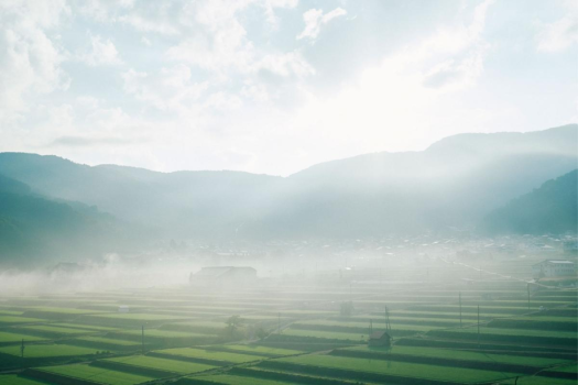 とある日の早朝。濃い霧がどこか幻想的な雰囲気を醸し出しています。