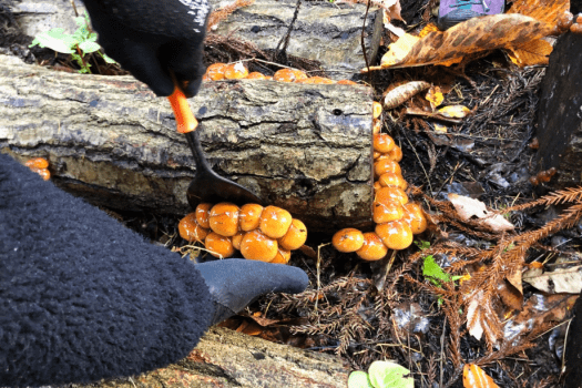 自家栽培の特大深山なめこ、秋の恵みをたっぷり。 自家栽培の特大深山なめこ、秋の恵みをたっぷり。