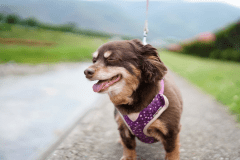 大切な家族といつも一緒に