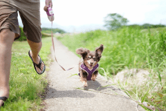 大自然の中で、思いっきりお散歩しよう！