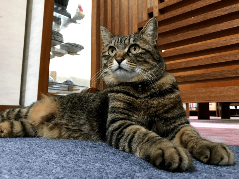 【9月のお休み限定9/23迄】北陸新幹線で野沢温泉へ！自然&times;温泉&times;看板猫に癒される♪【1泊朝食付】