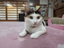 【オンライン決済限定】お部屋はお宿おまかせ＊ねこ宿®桐屋満喫プラン【１泊朝食付】