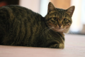 Mascot Cat "Momo"