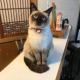 【素泊まり】お部屋はお宿にお任せ＊ねこ宿®桐屋のんびり満喫プラン♪【お食事なし】