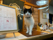 【オンライン決済限定】お部屋はお宿おまかせ＊ねこ宿®桐屋満喫プラン【素泊まり】