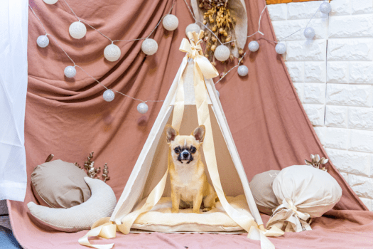 広島グルメを食す♪広島/安芸太田の新鮮食材を楽しむ1泊2食付きプラン♪【愛犬とグランピング/温泉チケット付】