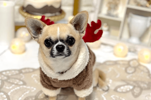 【11月8日～12月25日限定♪クリスマス特別プラン✨】◆愛犬との絆を深める３種のプレゼント付きクリスマスキャンペーン◆お食事選択可能【愛犬とグランピング/温泉チケット付】