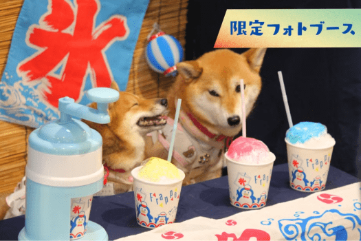 【8/1〜9/15限定】夏を満喫！愛犬と楽しむ《ひんやり＆夏まつり》プラン【素泊まり／選べるお食事】