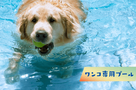 【初夏限定！7/31までの特別セール】◆◇素泊まり・20％OFF◇◆自然に癒される爽やかなグランピングステイ【愛犬とグランピング／温泉チケット付】