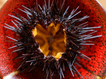 濃厚で、深い味わいの『ウニ』　&ldquo;ふわっふわ&rdquo;の舌触りと、甘みを存分に！