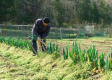 Some of the dishes served at dinner and breakfast feature organic vegetables grown on our own farm without pesticides