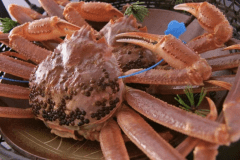 【夕餉 冬】近海で水揚げされた上質なタグ付き蟹松葉蟹をご用意します[一例]