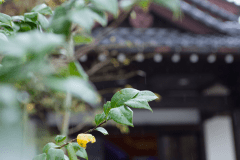 【外観】1500坪にわずか15室の客室を備えた純和風旅館