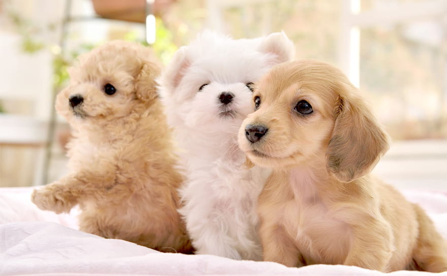 2階建てヴィラ【ペットと宿泊♪連泊割引適用！】食材なし