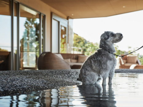 DOG　UP　VILLA