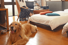 ◆愛犬と宿泊♪お部屋ではお客様もわんちゃんもごゆっくりお寛ぎいただけます♪　洋室イメージ