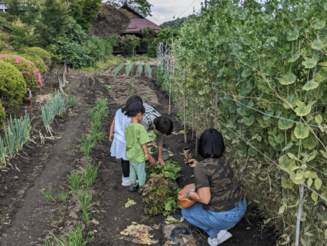 夕食の前には、農家さんと一緒に畑へ。季節ごとに実る旬の野菜を自分で収穫し、その新鮮な野菜がそのまま夕食の食卓に並びます！※時期によって体験できない場合がございます。