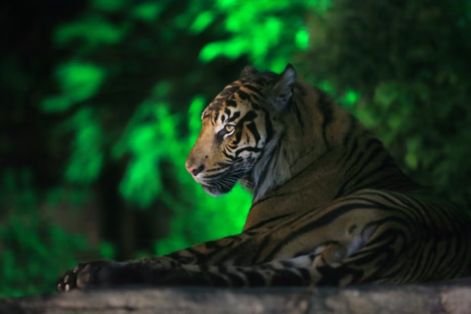 八木山動物公園フジサキの杜「ナイトズージアム2025」特別入園ツアー＊お子様へ入園記念品プレゼント！
