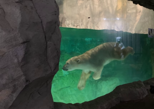 八木山動物公園フジサキの杜「ナイトズージアム2025」特別入園ツアー＊お子様へ入園記念品プレゼント！
