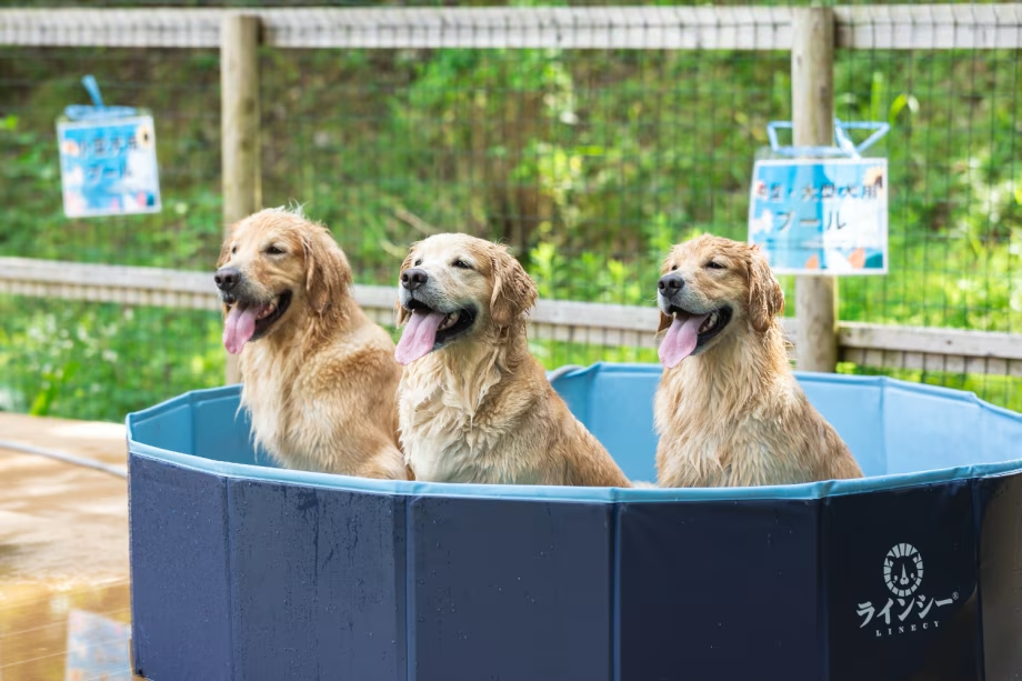 ドッグラン 嬉しい♪ 愛犬用プール! ドッグラン 嬉しい♪ 愛犬用プール!