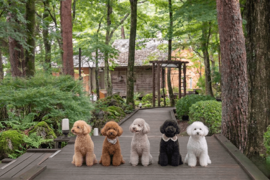 【4/1はトイプードルの日】トイプー専用の夢の1泊2食プラン※この日はトイプードルちゃんのみのご宿泊となります。《レストラン食》