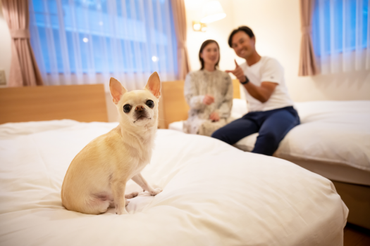 ワンちゃんも飼い主さんも、のびのびと過ごせる快適なお部屋をご用意しております。