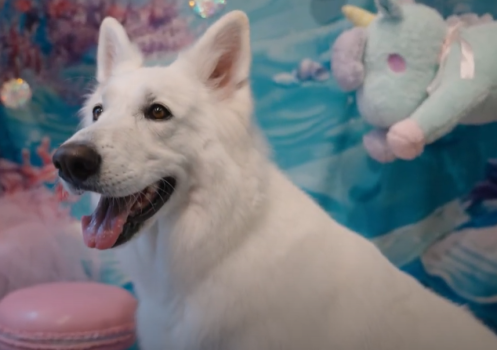【1日1食限定】愛犬も一緒に豪華フルコースディナーを堪能♪ワンちゃんフルコースプラン＜1泊2食レストラン＞