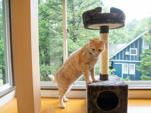 キャットタワー・爪とぎも♪