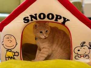 猫ちゃんとまったり那須を満喫