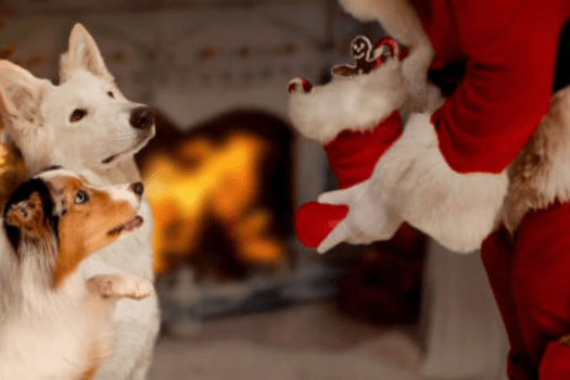 本物のサンタからのクリスマスプレゼントをどうぞ★