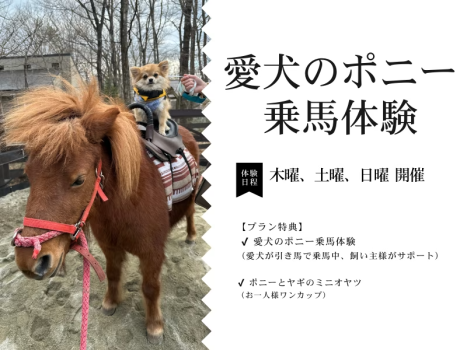 【愛犬のポニー乗馬体験付】愛犬と過ごす特別なひととき