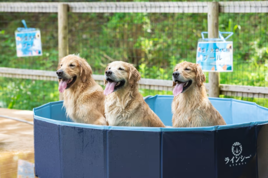 ドッグラン　嬉しい♪ 愛犬用プール！
