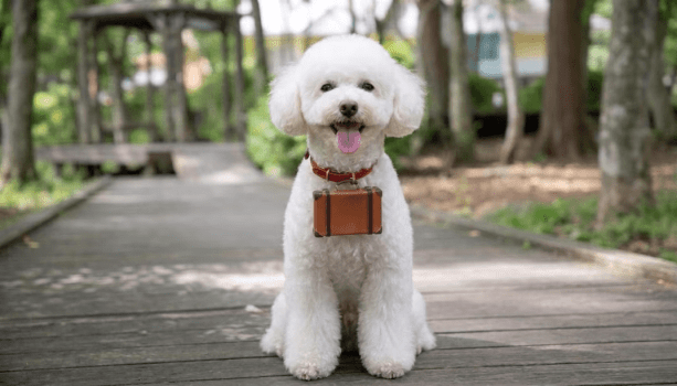 【初旅応援】初めての旅行も安心♪チェックリスト＆特製ケーキ付《1泊2食付/レストラン食》