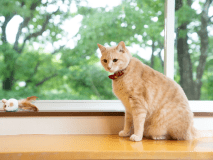 猫ちゃんと那須を満喫