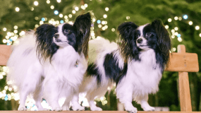 【杜の灯】イルミネーションで輝く散歩道で記念撮影♪