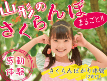 【2食付き】山形のさくらんぼ、まるごと　感動体験！朝摘みの瑞々しいさくらんぼをたっぷり召し上がれ♪