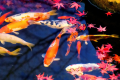 露天風呂では隣の池の美しい鯉たちを眺めながら優雅にご入浴いただけます
