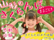 【2食付き】山形のさくらんぼ、まるごと　感動体験！朝摘みの瑞々しいさくらんぼをたっぷり召し上がれ♪