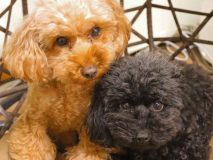 愛犬同伴専用客室！ゆったりしたお部屋でお過ごしください。